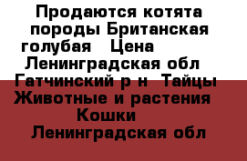 Продаются котята породы Британская голубая › Цена ­ 5 000 - Ленинградская обл., Гатчинский р-н, Тайцы  Животные и растения » Кошки   . Ленинградская обл.